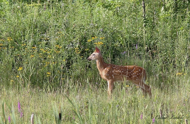 Cerf de Virginie (faon)_3867 - White-tailed Deer 