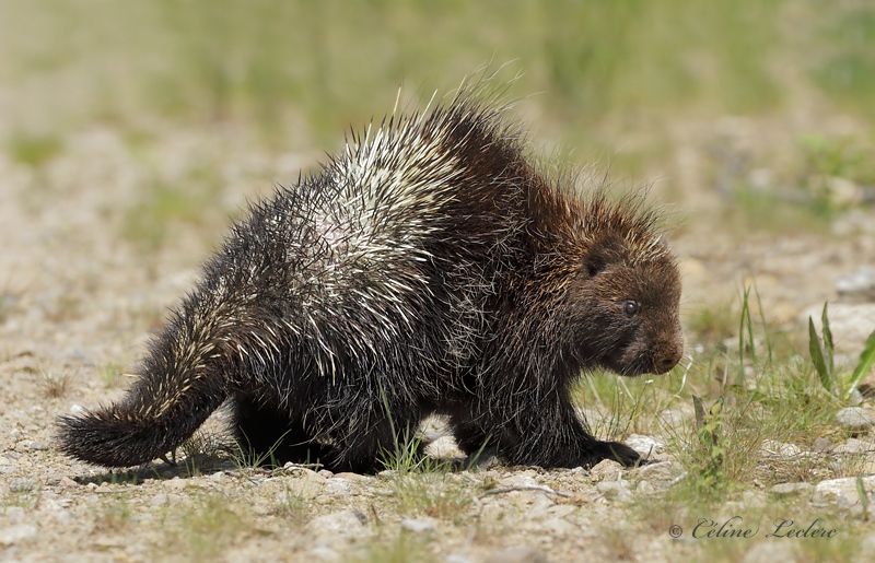 Porc-pic_7753 - Porcupine