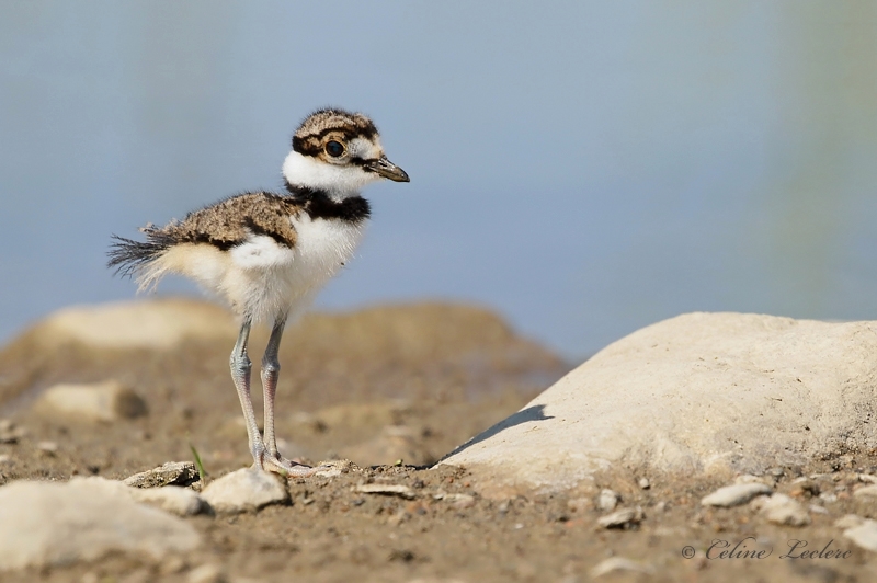 Pluvier kildir (poussin)_Y3A9364 - Killdeer chick