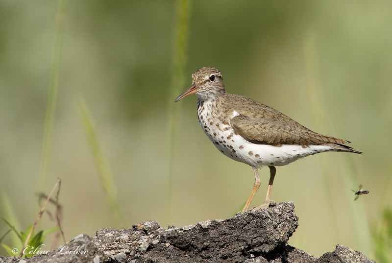 Chevalier grivel_Y3A0463 - Spotted Sandpiper