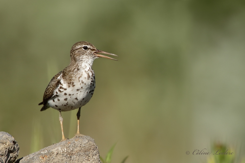 Chevalier grivel_Y3A0515 - Spotted Sandpiper
