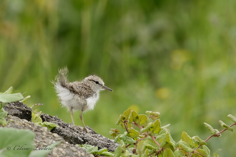 Chevalier grivel (poussin)_Y3A1048 - Spotted Sandpiper chick