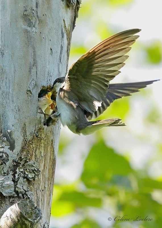 Hirondelle bicolore (niche)_Y3A9874 - Tree Swallow
