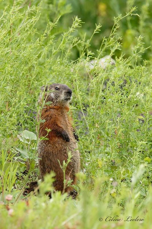 Marmotte_Y3A1279 - Marmot