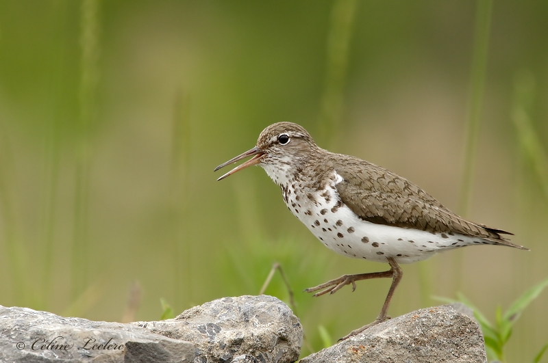 Chevalier grivel_Y3A0975 - Spotted Sandpiper