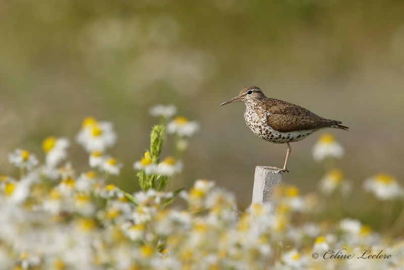 Chevalier grivel_Y3A1667 - Spotted Sandpiper