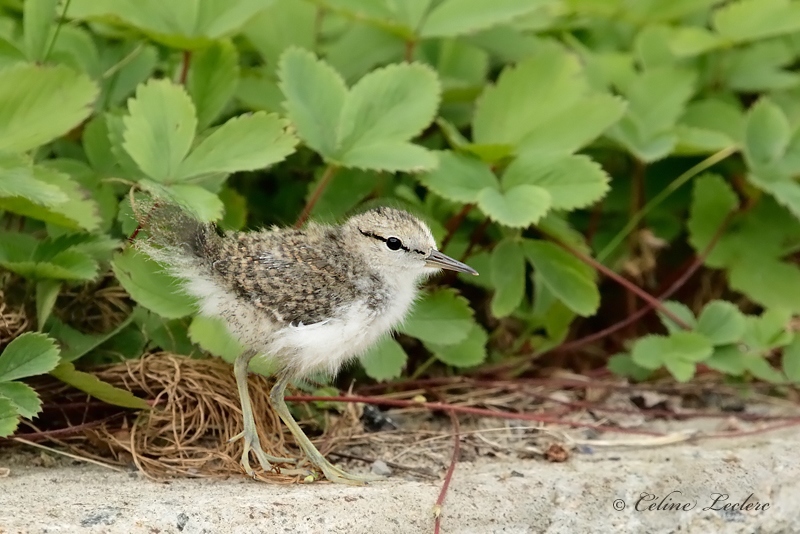 Chevalier grivel (poussin)_Y3A1251 - Spotted Sandpiper chick