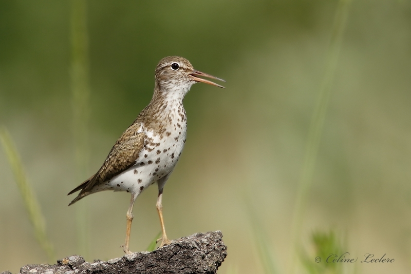 Chevalier grivel_Y3A0436 - Spotted Sandpiper