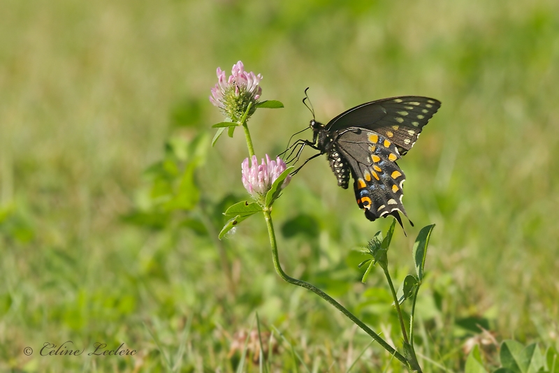 Papillon du cleri_Y3A3450 - Black Swallowtail