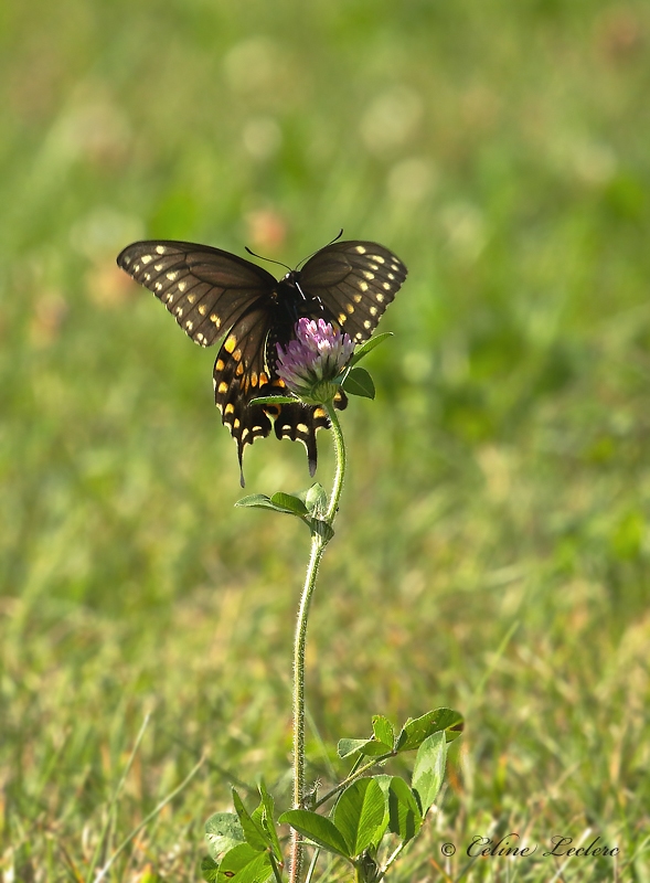 Papillon du cleri_Y3A3438 - Black Swallowtail