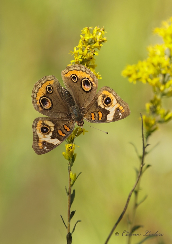 Papillon ocell  (Junonia coenia)_Y3A4547 - Common Buckeye