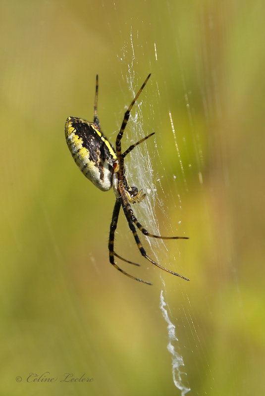Argiope trifasciata_Y3A4714 - Banded Garden Spider