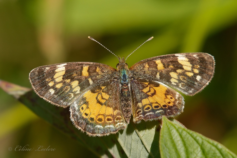 Croissant perl  (Phyciodes tharos) _Y3A4682 - Pearl Crescent