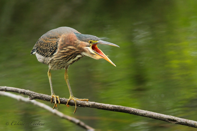 Hron vert _3586 - Green Heron