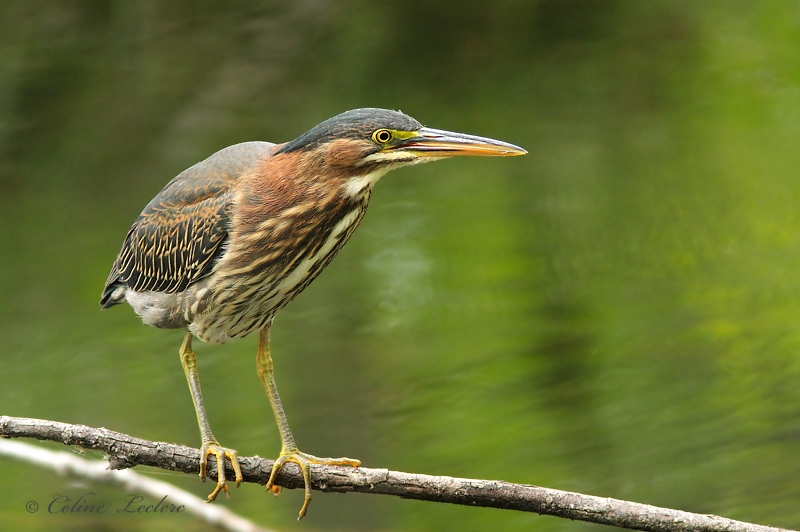 Hron vert _3602 - Green Heron