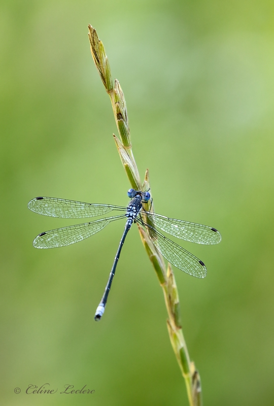 Leste disjoint (Lestes disjunctus) _Y3A4674 - Northern Spreadwing