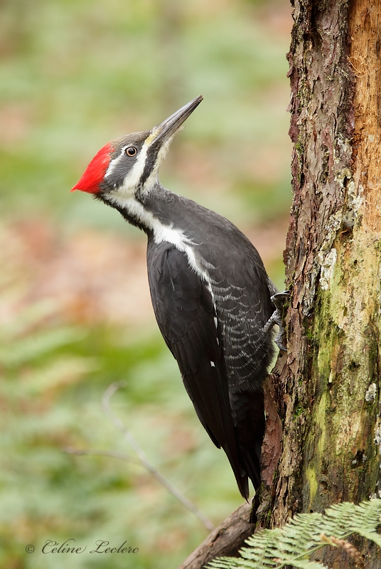 Grand Pic _Y3A7693 - Pileated Woodpecker