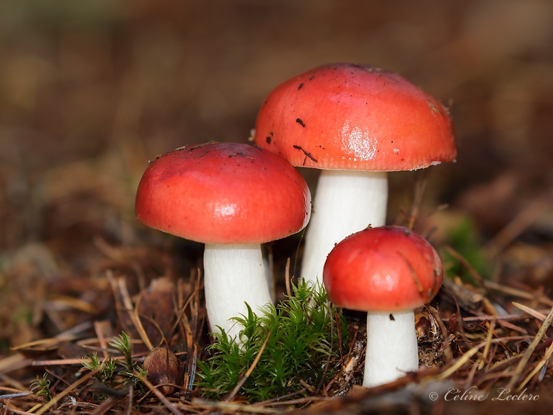 Champignon _Y3A7078 - Mushroom