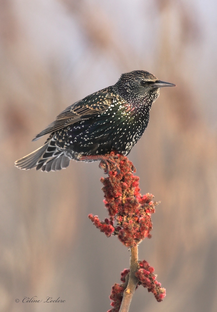 tourneau sansonnet _Y3A8901 - European Starling