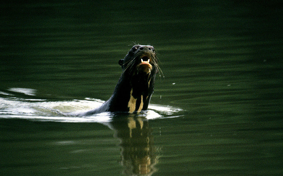 Giant Otter, Manu