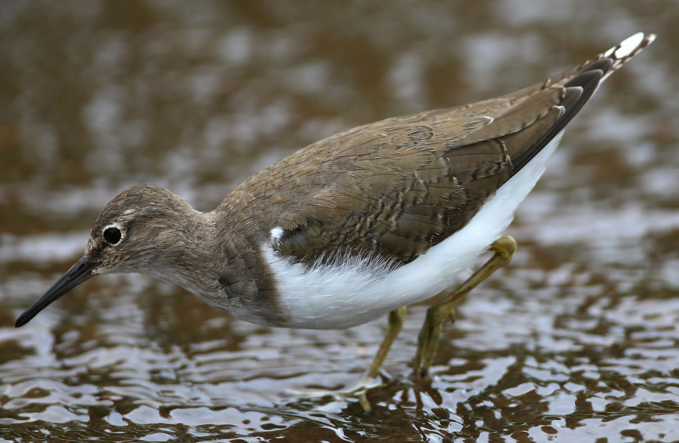 Common Sandpiper