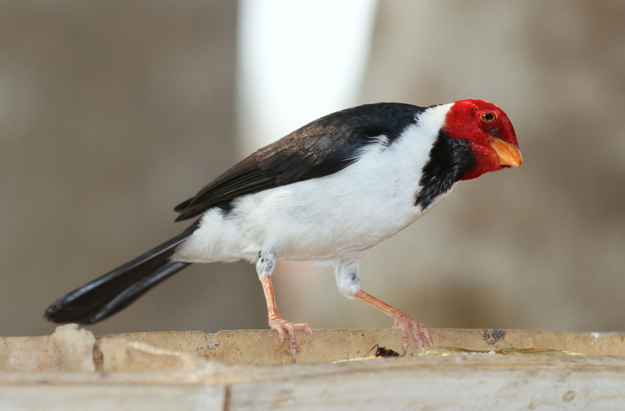 Yellow billed Cardinal