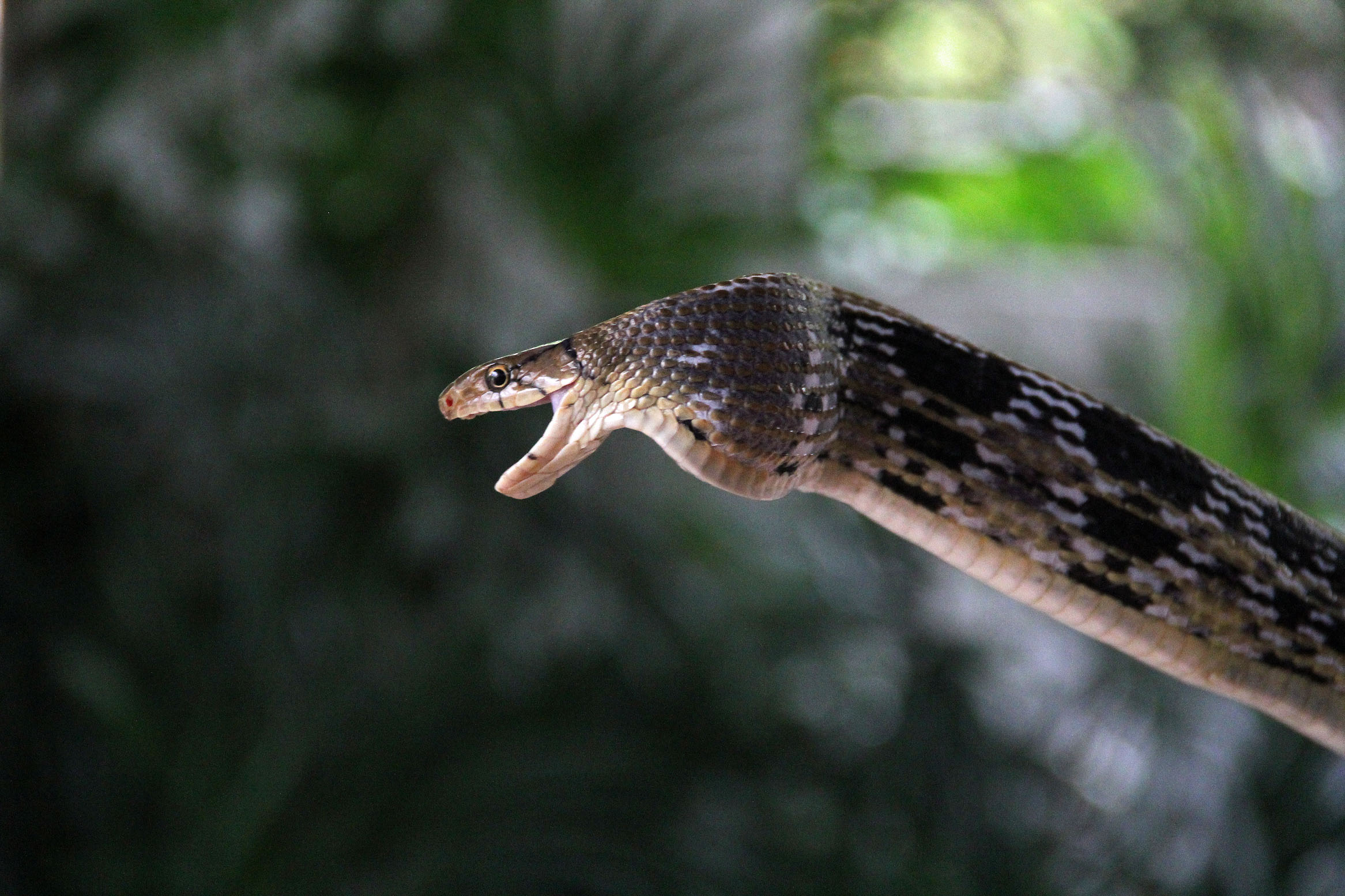 Snake Park, Bangkok, Thailand