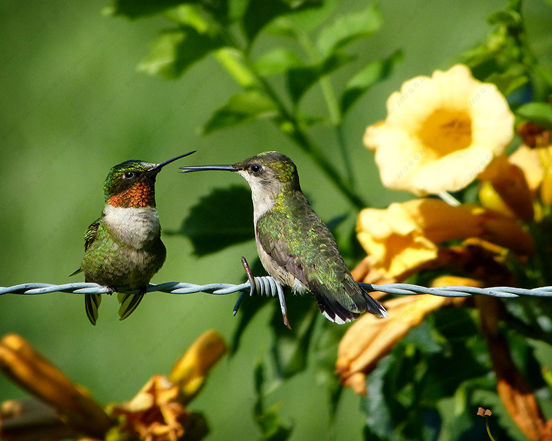 Humming Duet.jpg