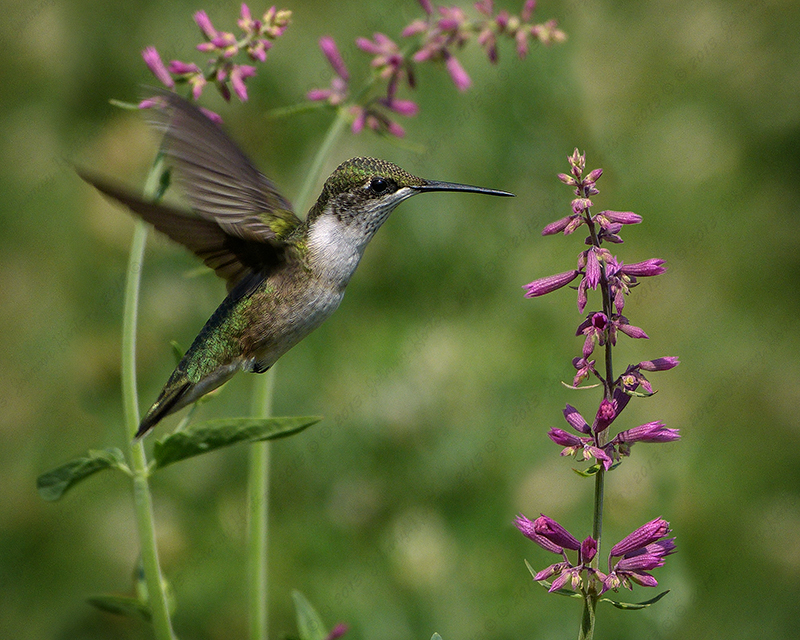 Ruby-throated Hummer.jpg