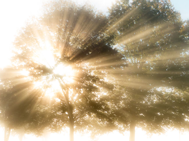 LETCHWORTH STATE PARK FOG TREES AND SUNLIGHT.jpg