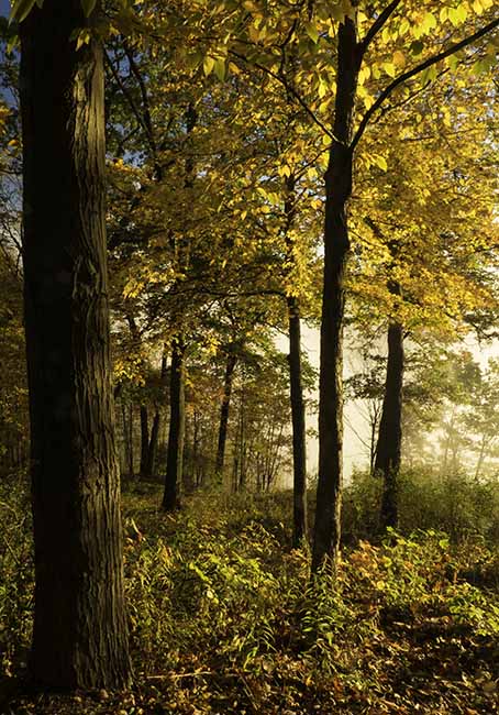 LETCHWORTH OVERLOOK MORNING LIGHT 1.jpg