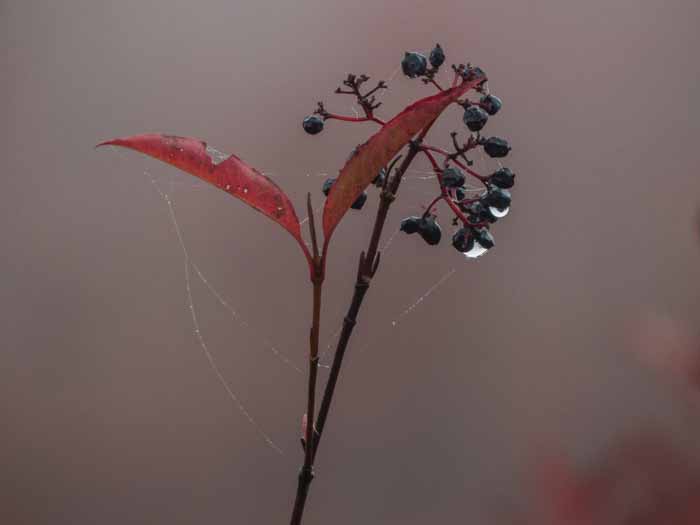 CRANBERRY DUKE3-1030767.jpg