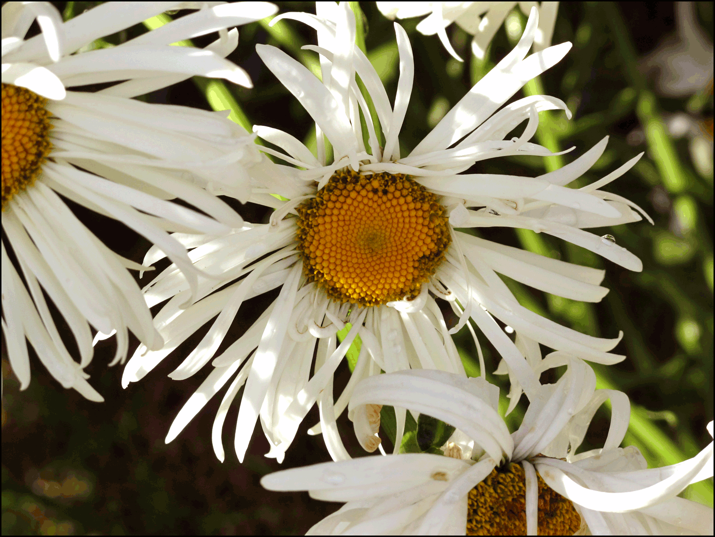 IMG_0029-windy1.gif