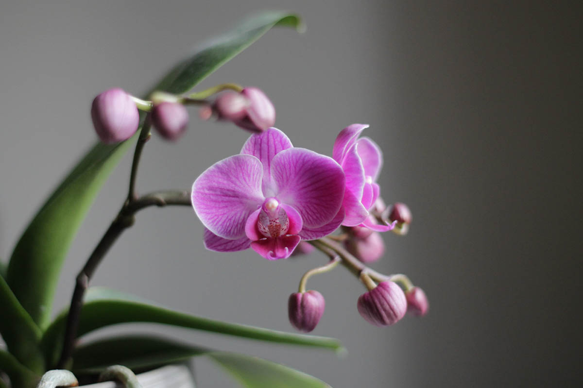 IMG_1070 mini orchid.jpg