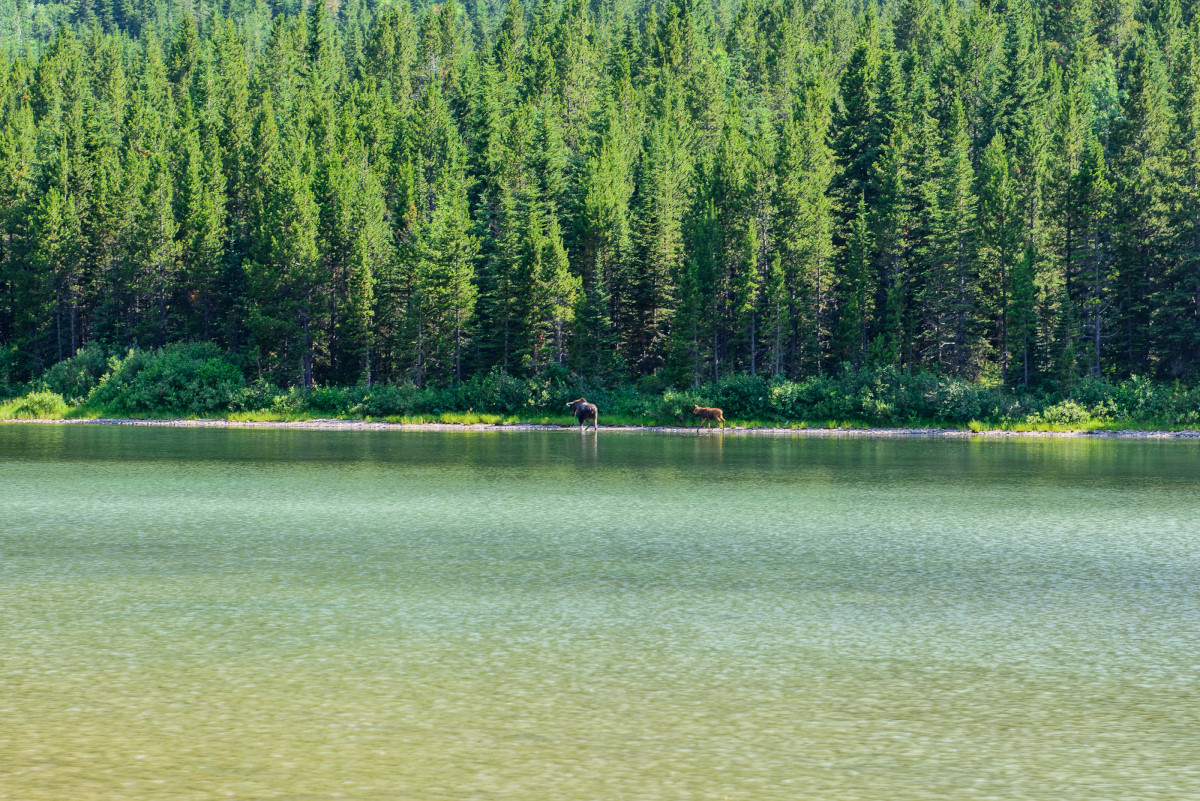 Moose