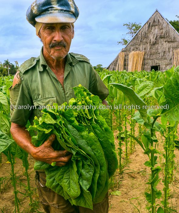 Cuban tobacco picker