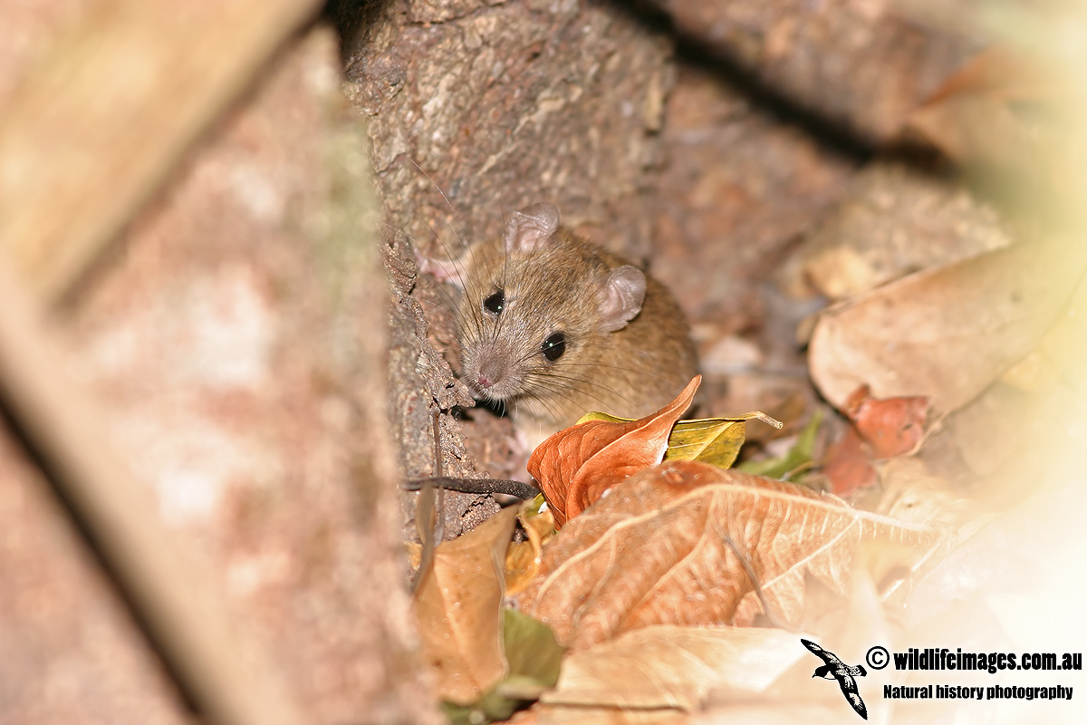 Cape York Melomys