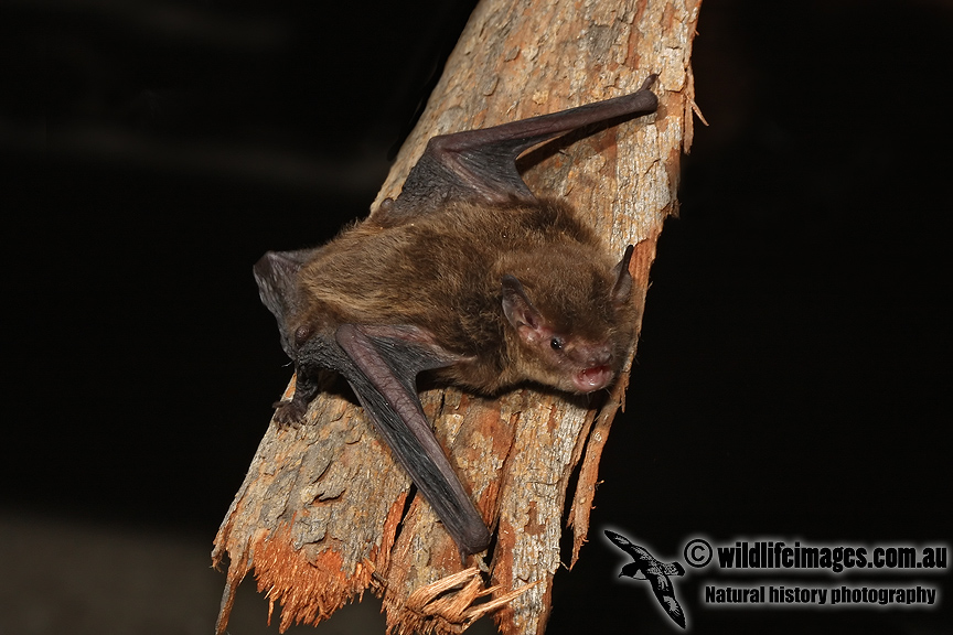 Southern Forest Bat 2633.jpg