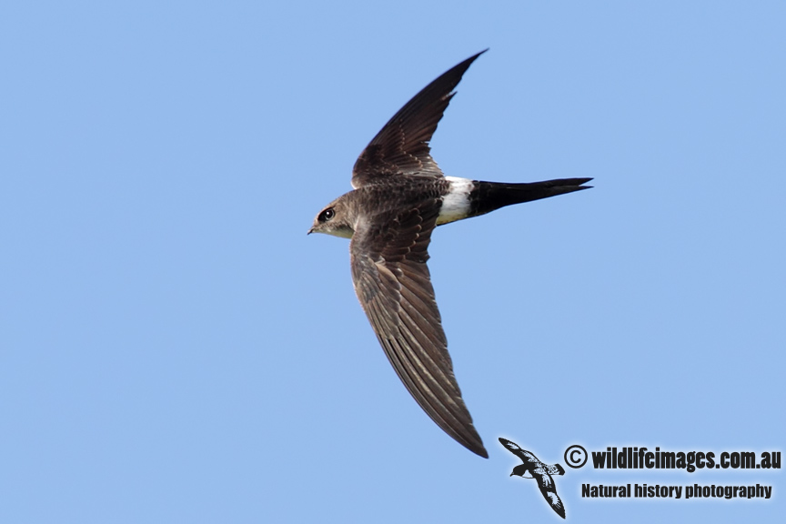 Pacific Swift 7597.jpg