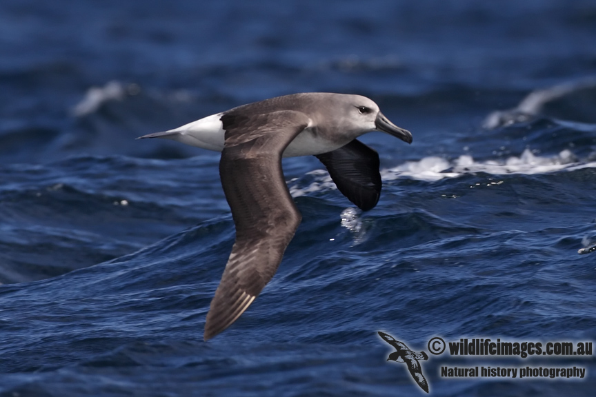 Grey-headed Albatross 6933.jpg