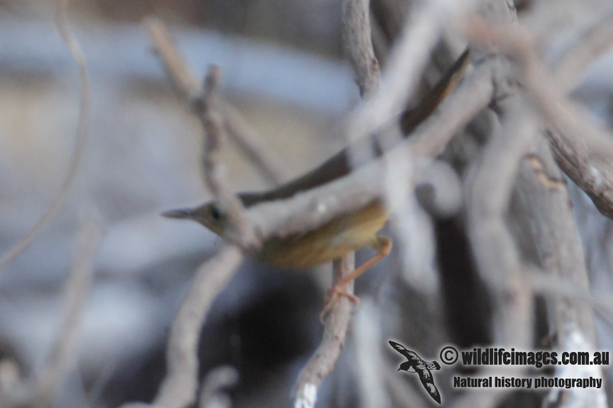 Grays Grasshopper Warbler 8665.jpg