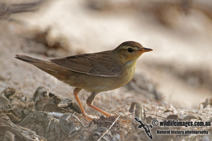 Middendorffs Warbler 5723.jpg