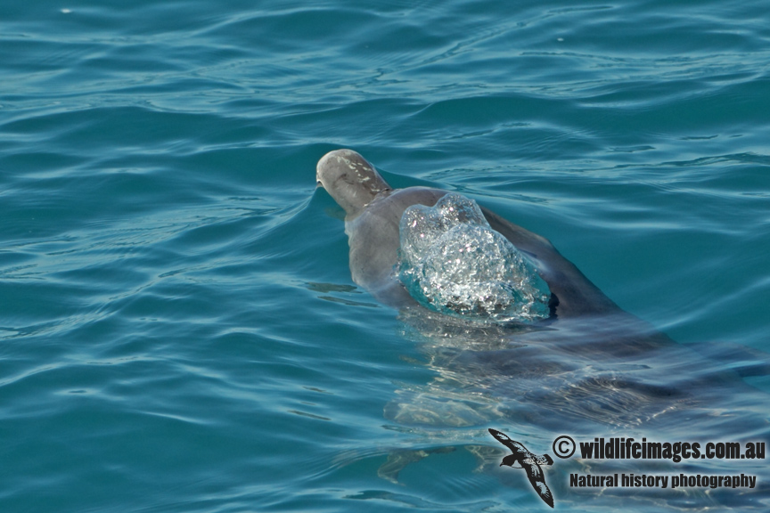 Indo-pacific Humpback Dolphin a2366.jpg