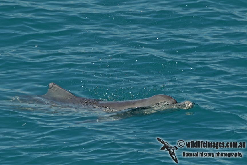 Indo-pacific Humpback Dolphin a2383.jpg