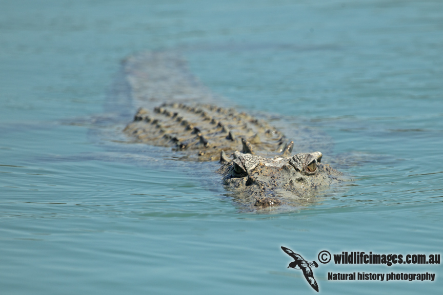 Crocodylus porosus a4074.jpg