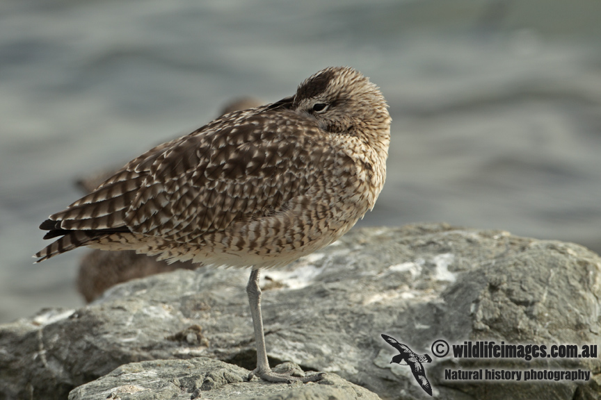 Whimbrel a0563.jpg