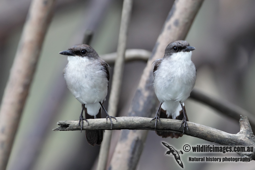 Mangrove Robin 8164.jpg