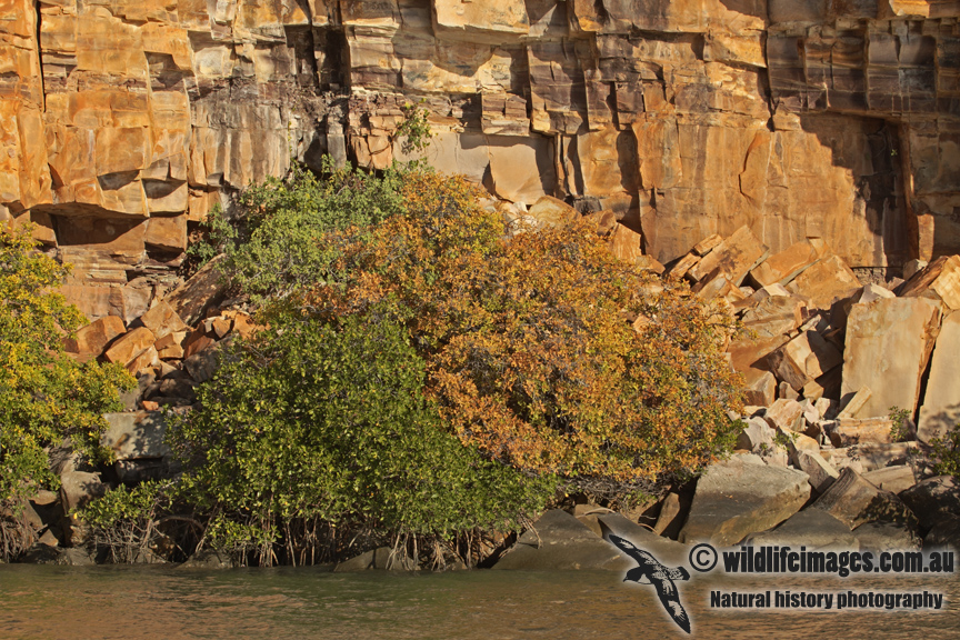 Mangrove a1604.jpg