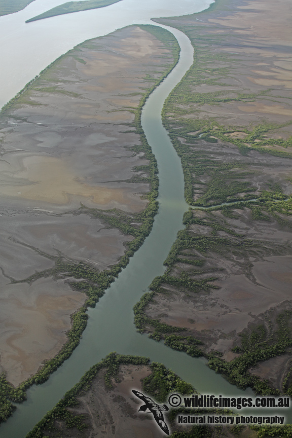 Mangroves.jpg