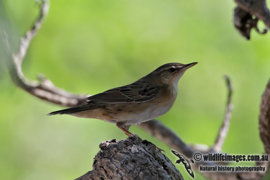 Pallas Grasshopper Warbler 7573.jpg